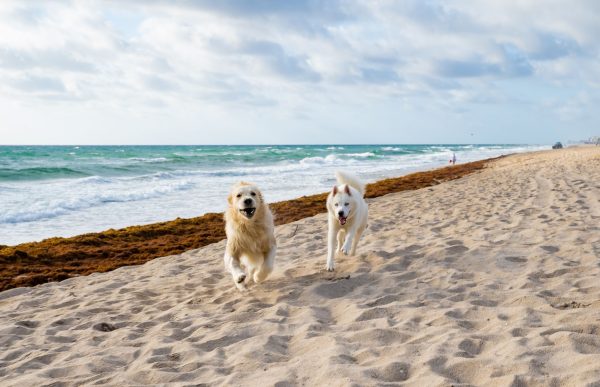 Dogs running on the beach in the summer